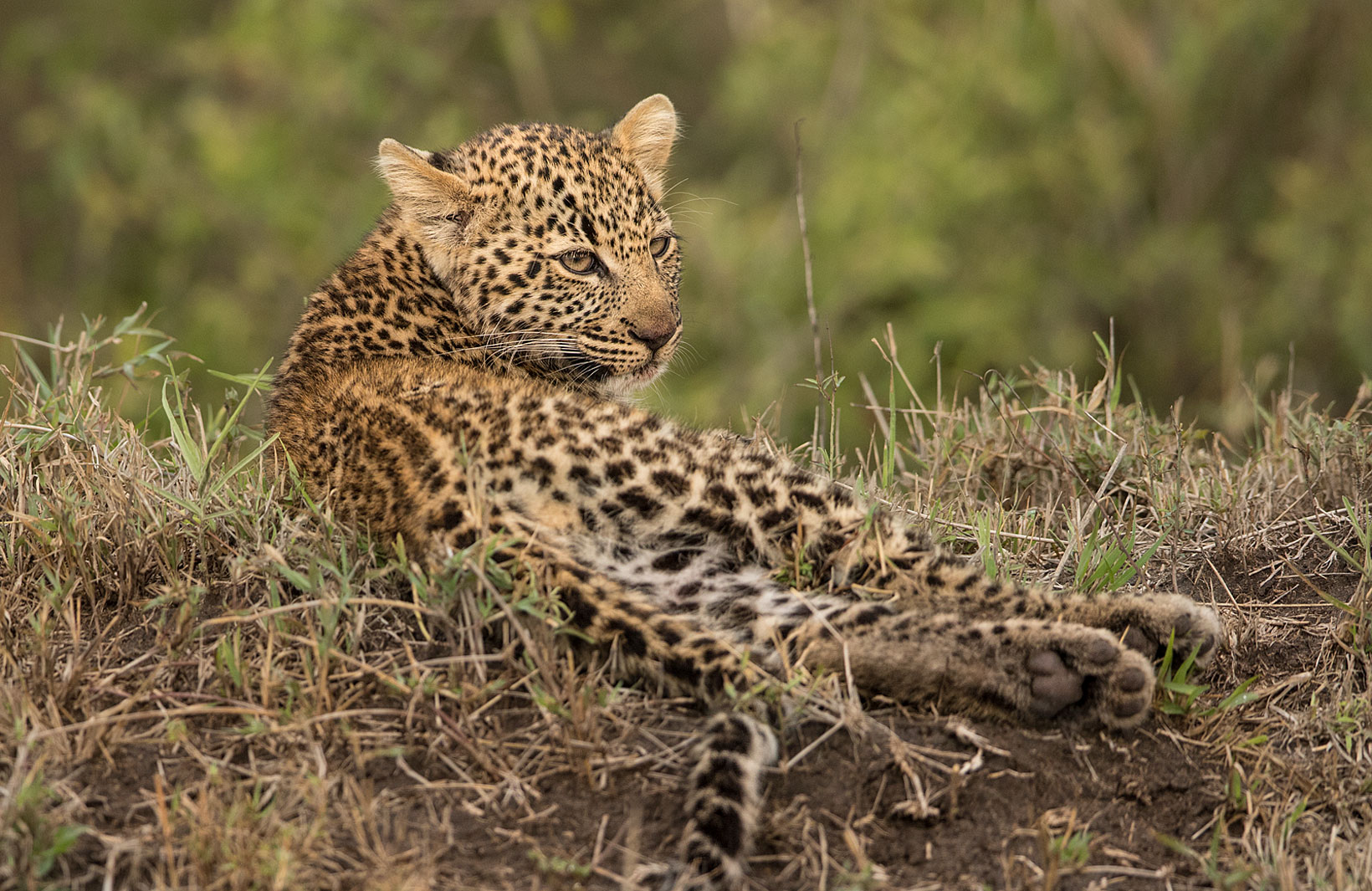 Leopardenbaby ( Wildlife )