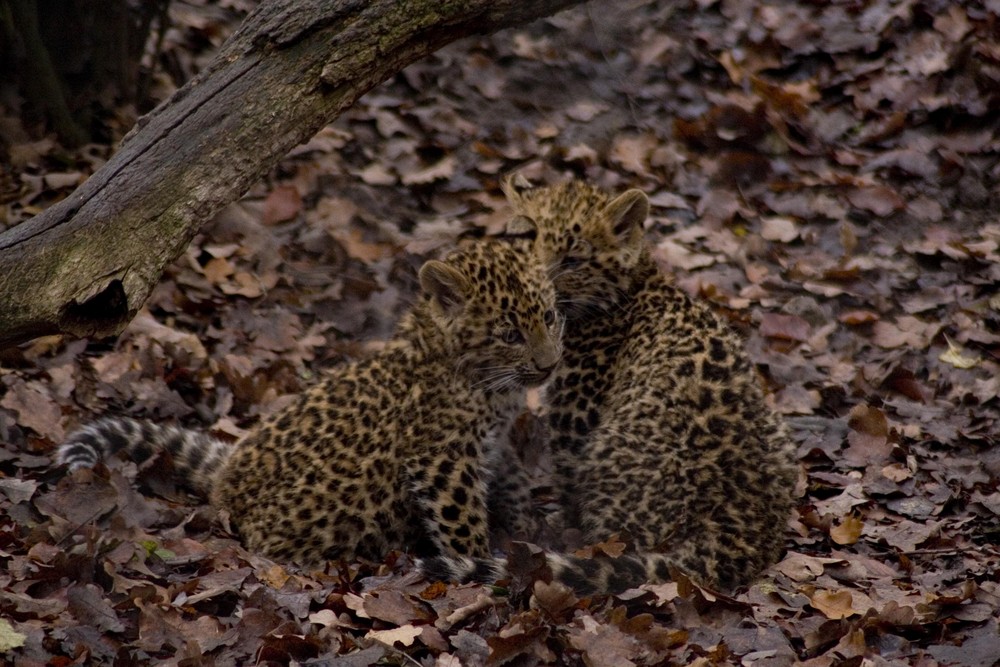 Leopardenbabys im Hamburger Zoo