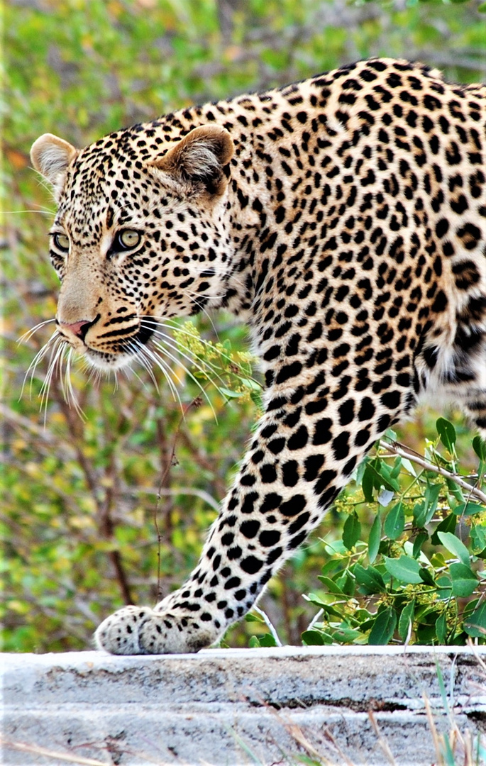 Leopardenbegegnung