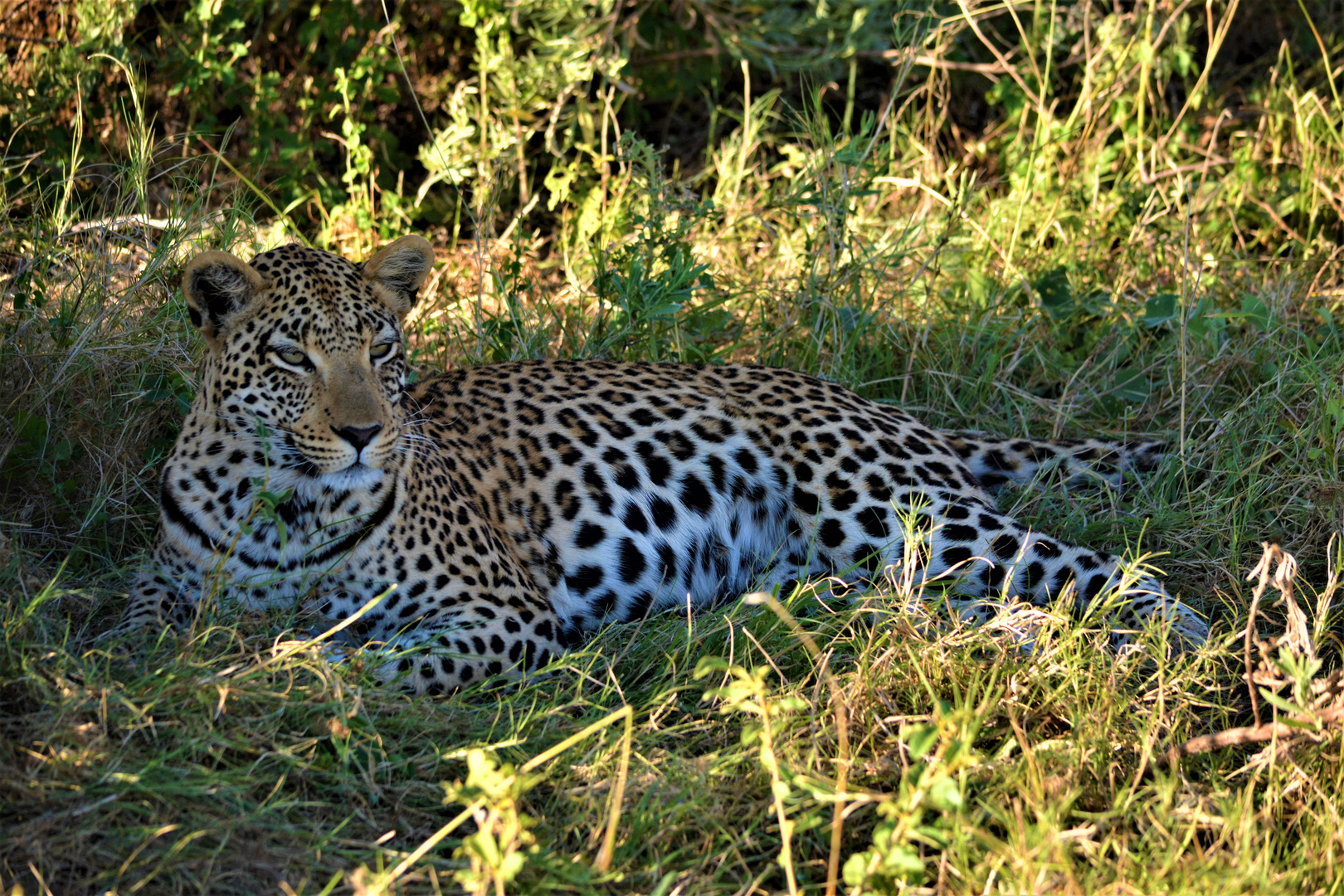 Leopardenbegegnung