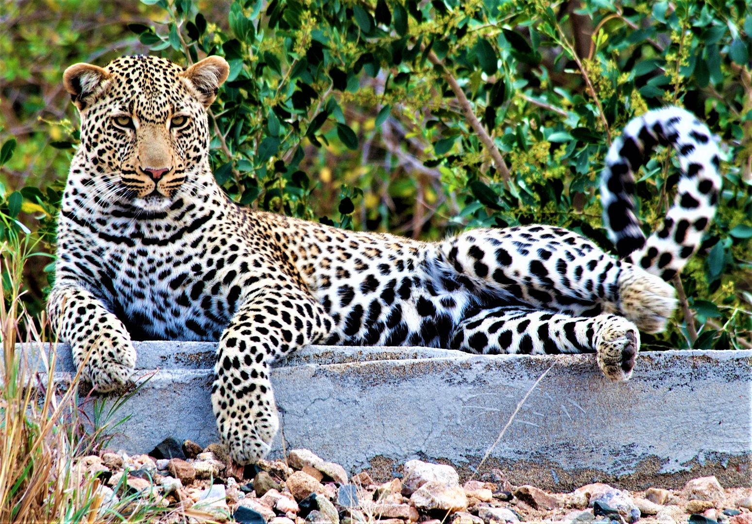 Leopardenbegegnung