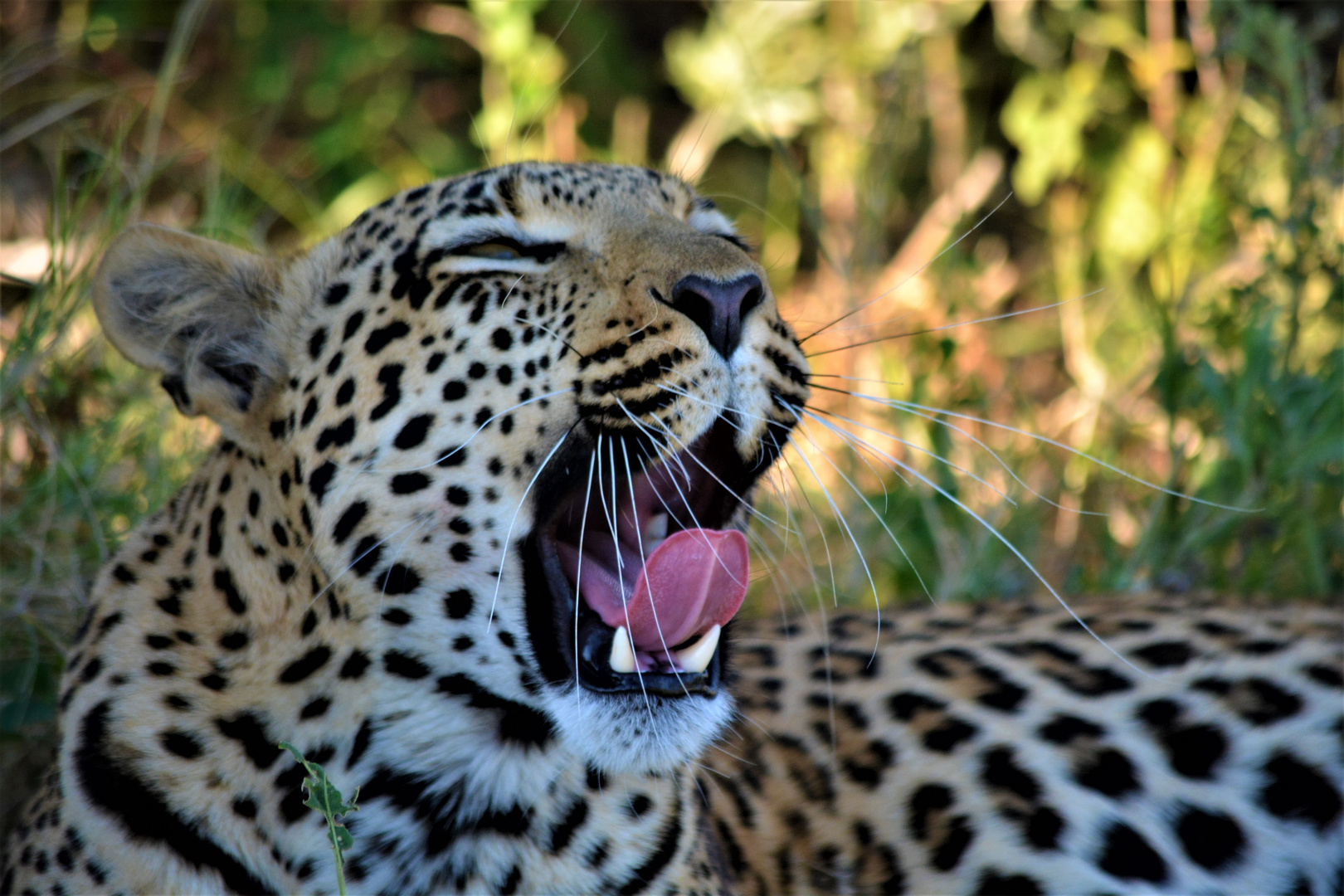 Leopardenbegegnung