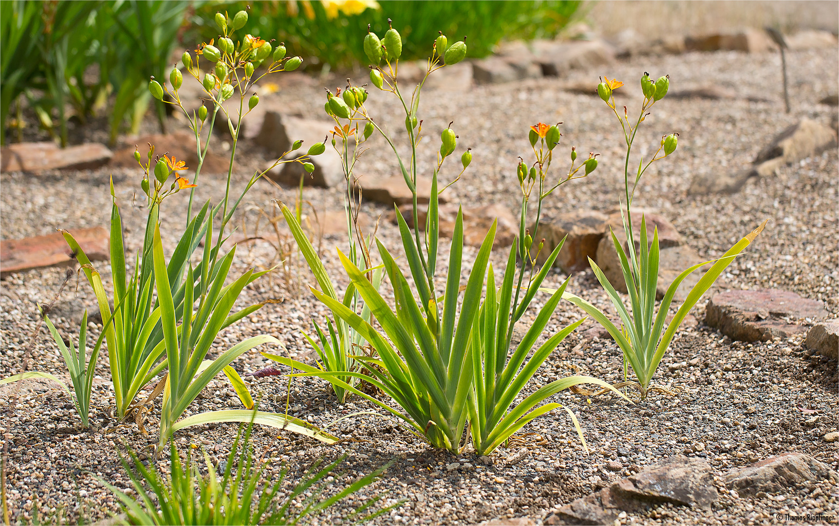 Leopardenblume (Belamcanda chinensis)...