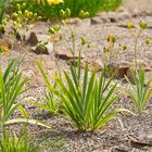 Leopardenblume (Belamcanda chinensis)...