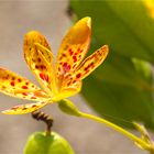 Leopardenblume (Belamcanda chinensis).