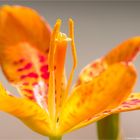 Leopardenblume (Iris domestica)..