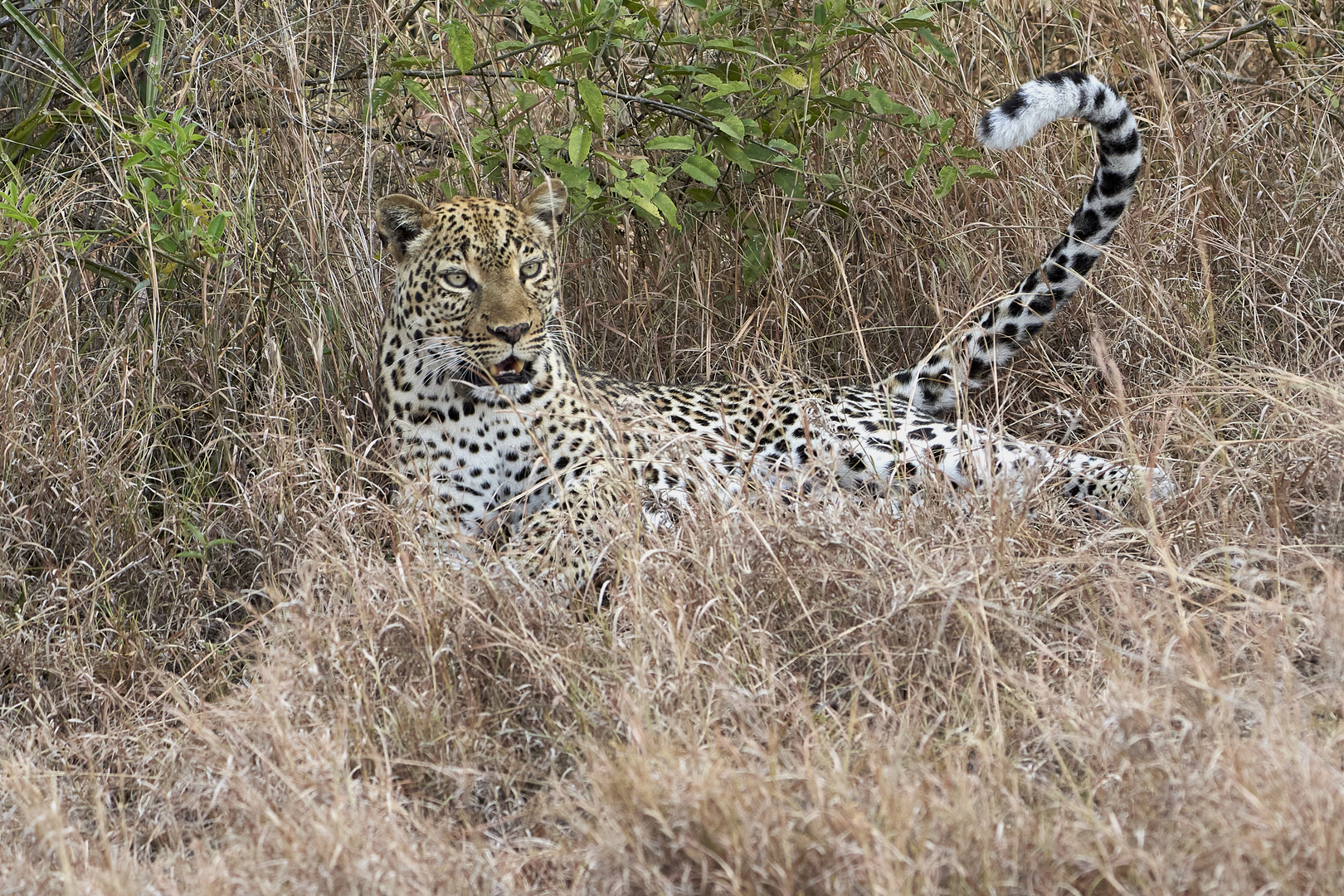 Leopardendame im QE Nationalpark 1