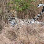 Leopardendame im QE Nationalpark 1