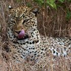 Leopardendame im QE Nationalpark 2