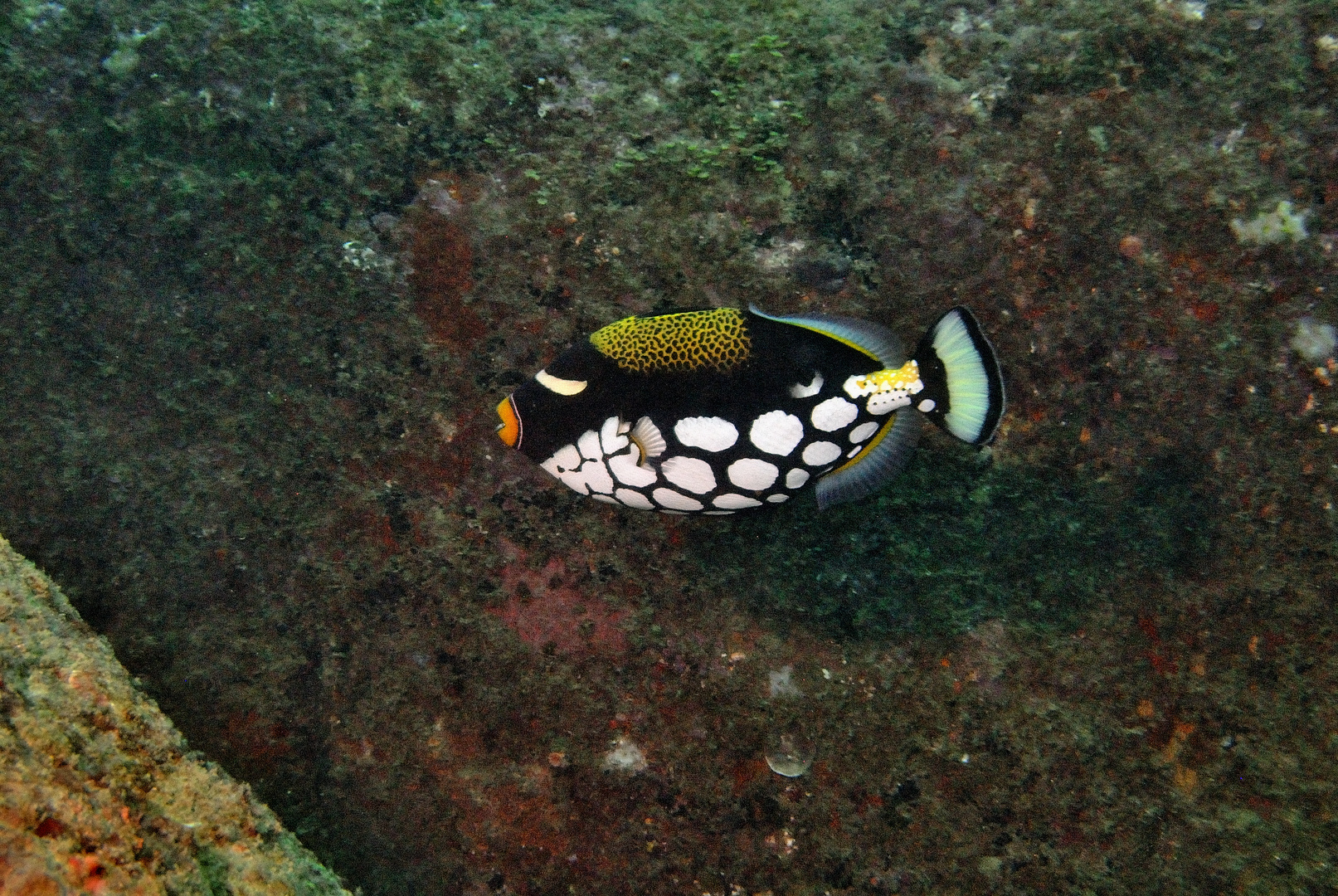 Leopardendrückerfisch