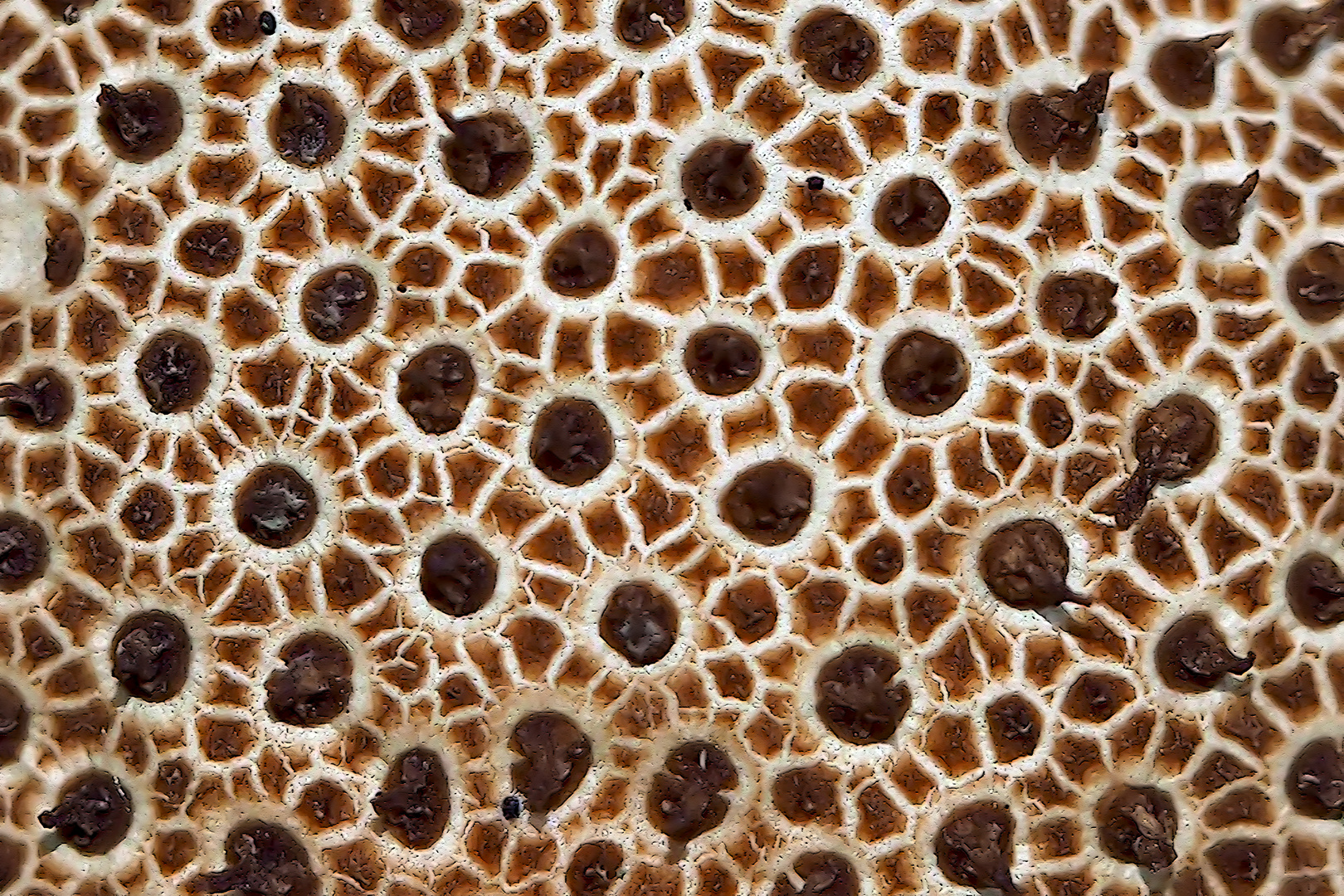 Leopardenfell-Hartbovist (Scleroderma areolatum) - Les structures d'un champignon....