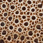 Leopardenfell-Hartbovist (Scleroderma areolatum) - Les structures d'un champignon....