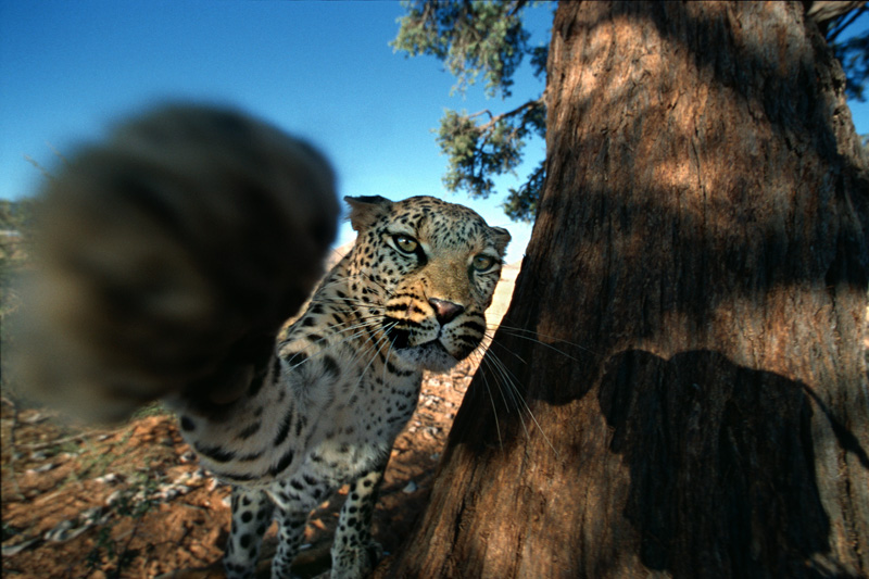 Leopardenfreundschaft