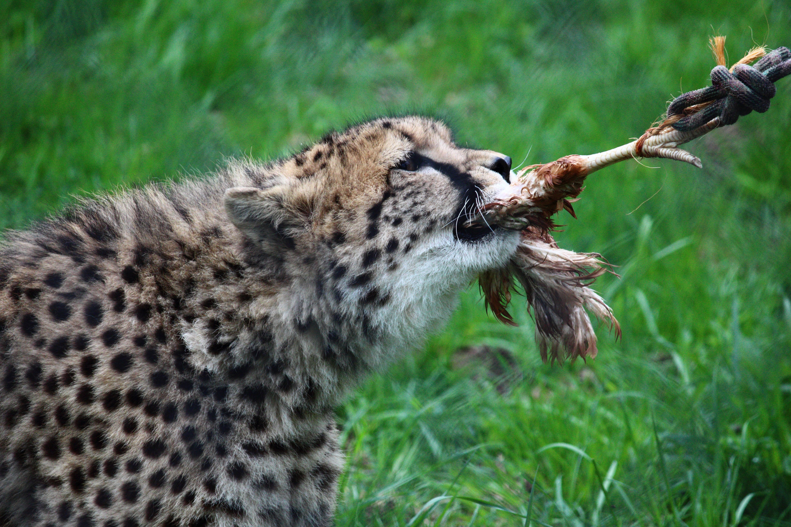 Leopardenfütterung Zoo Neuwied