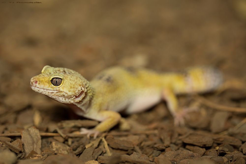 Leopardengecko-1