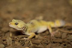 Leopardengecko-1