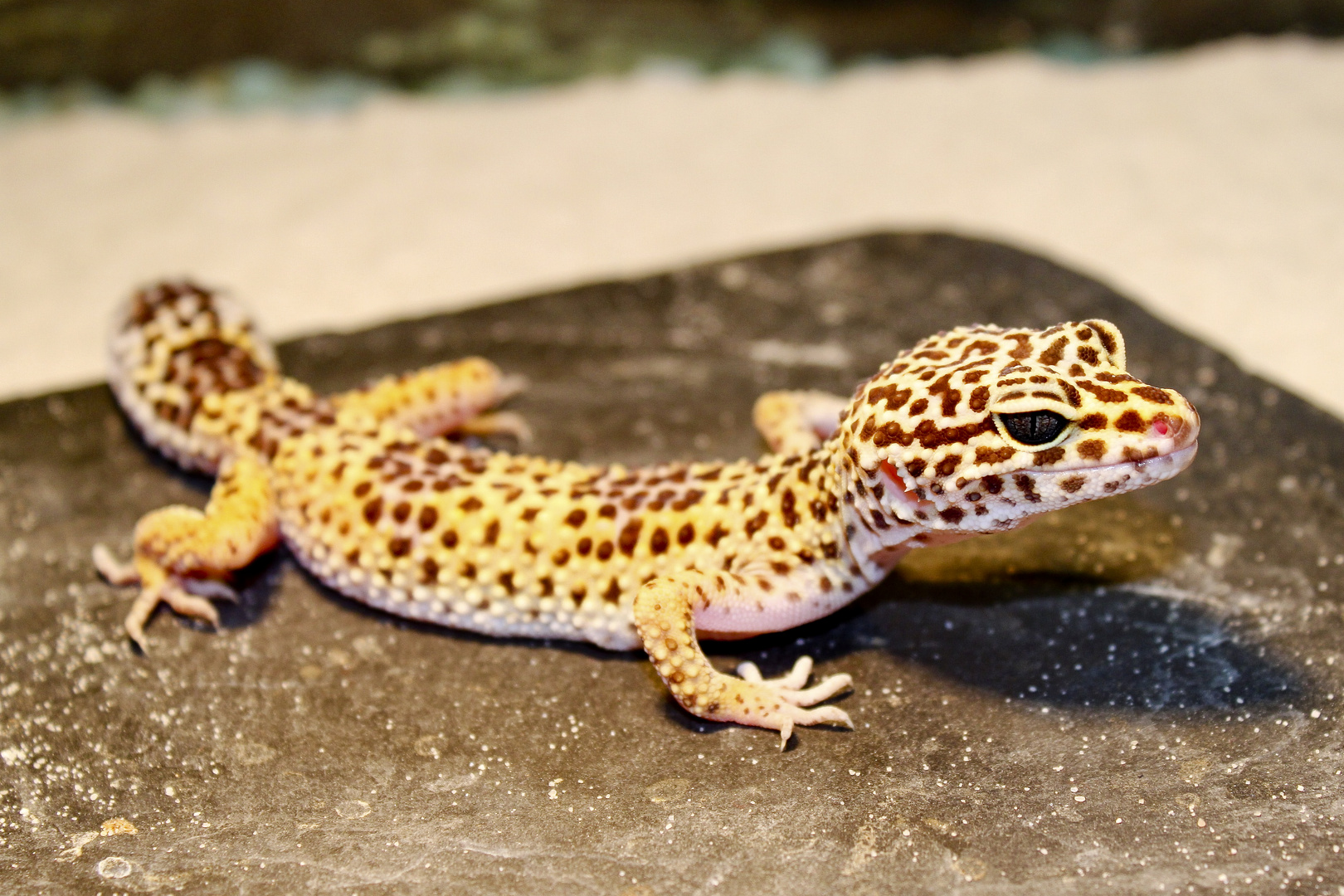 Leopardengecko