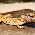 Leopardengecko