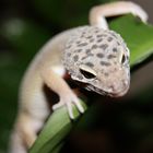 Leopardengecko-2