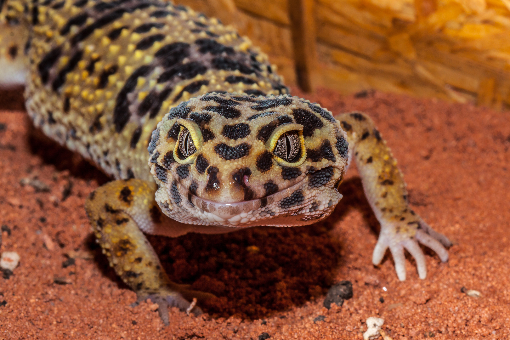 Leopardengecko 2