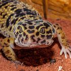 Leopardengecko 2