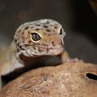 Leopardengecko-3