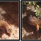 Leopardengecko 3D Kreuzblick