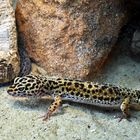 Leopardengecko