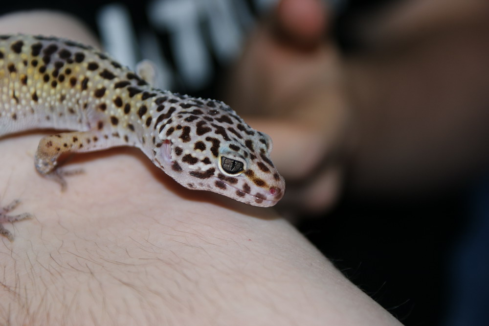 Leopardengecko
