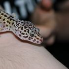 Leopardengecko