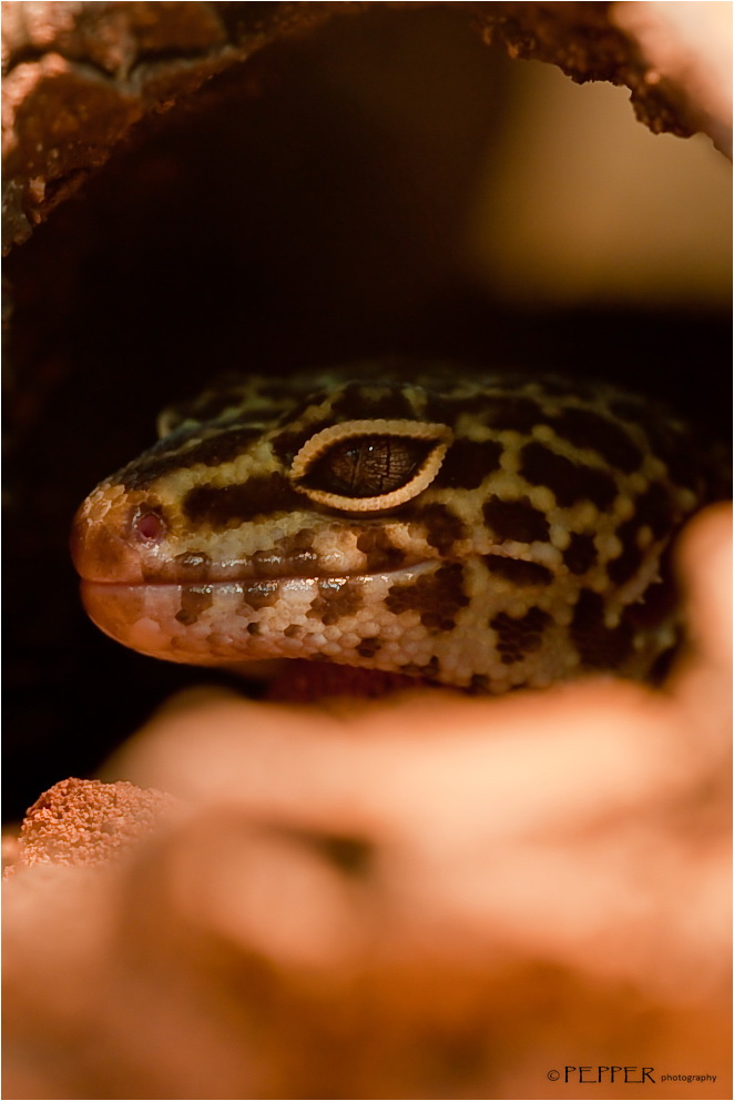 ~ Leopardengecko ~