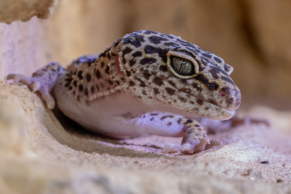 Leopardengecko