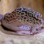 Leopardengecko