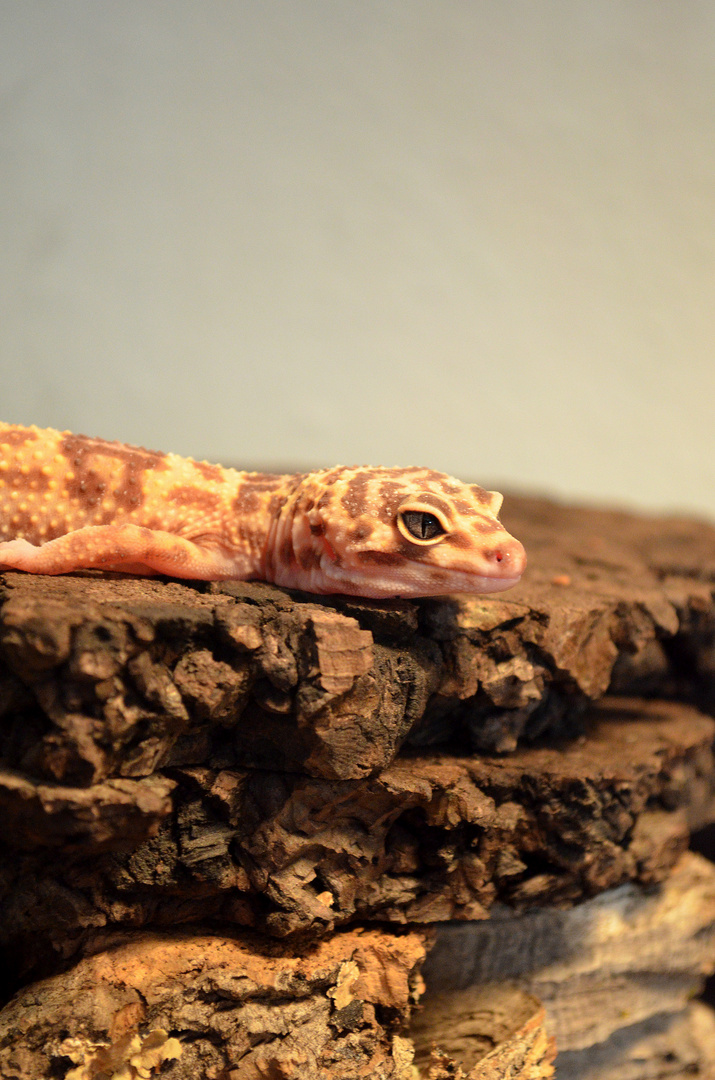 Leopardengecko.