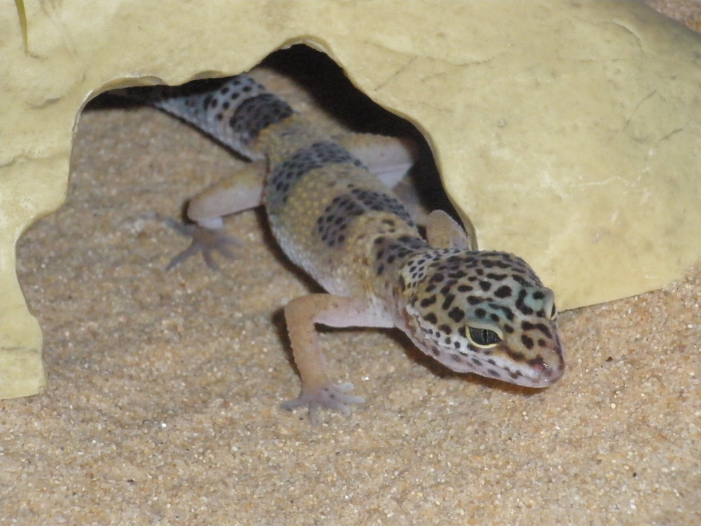 Leopardengecko