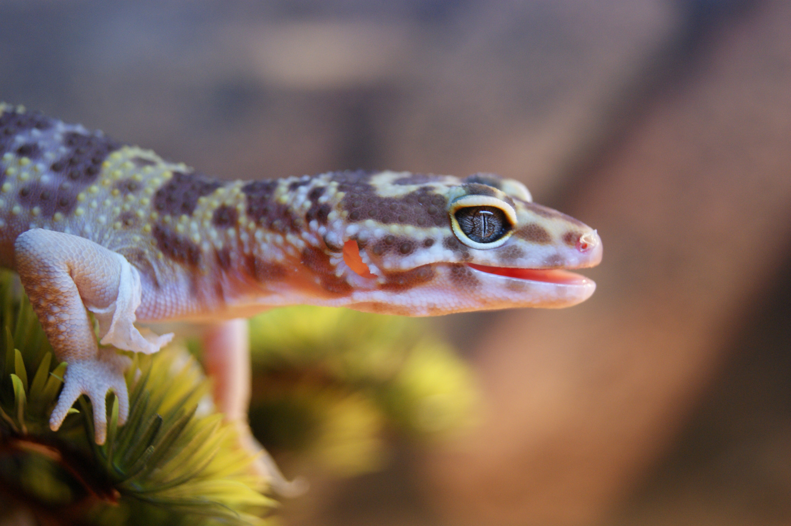 Leopardengecko