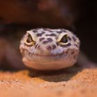 Leopardengecko