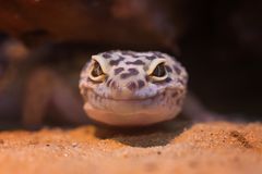 Leopardengecko