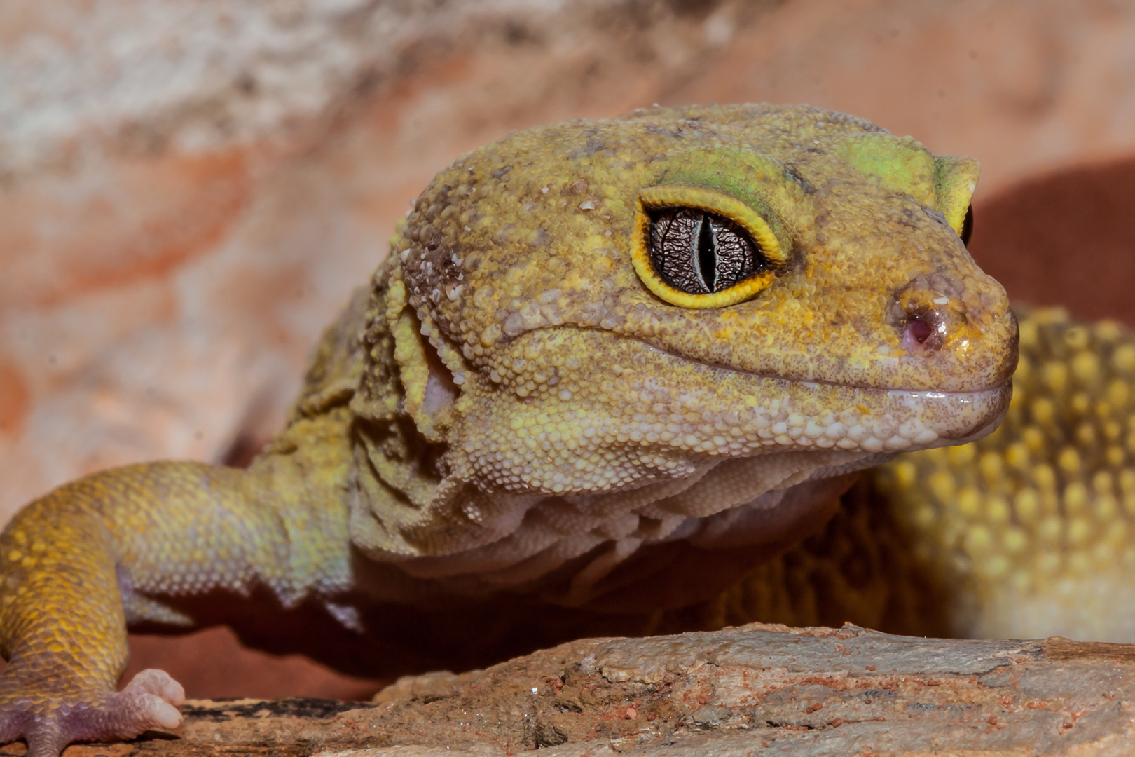 Leopardengecko