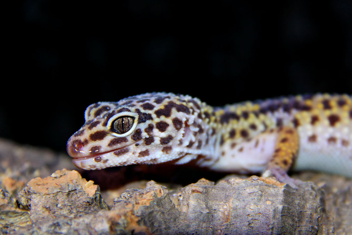*Leopardengecko*