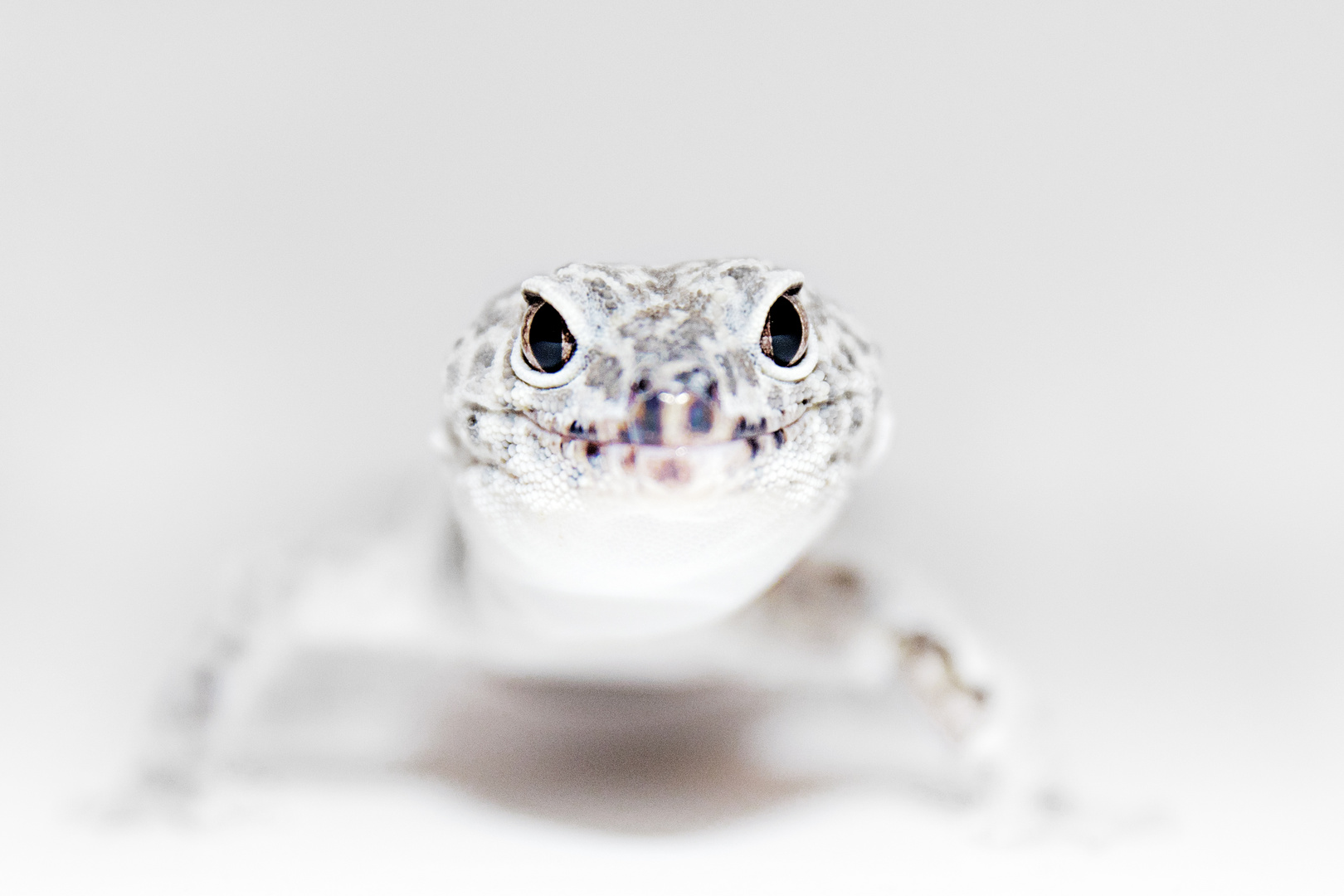 Leopardengecko kurz vor der Häutung