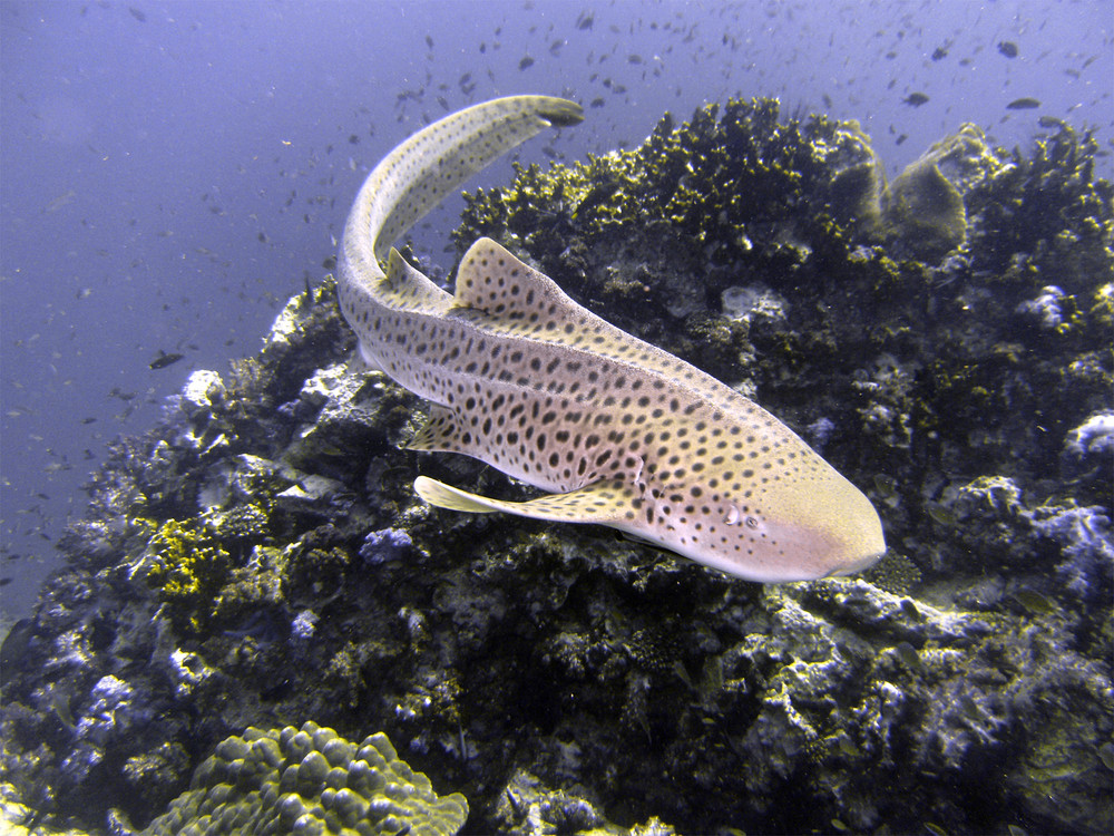 Leopardenhai vor Phi-Phi-Island