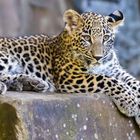 Leopardenjunge