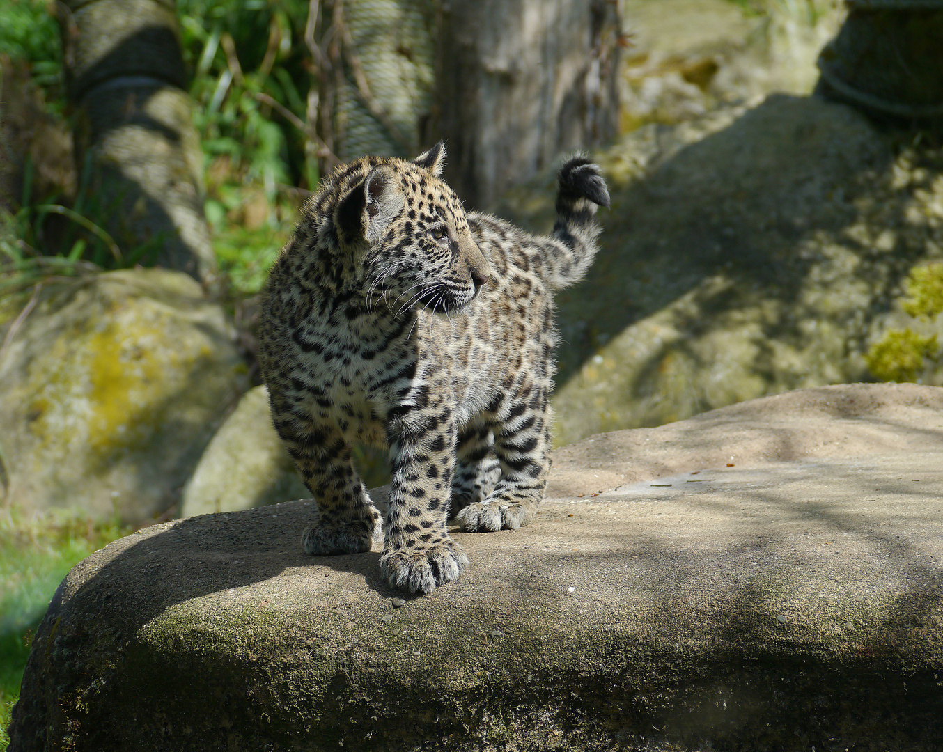 Leopardenjunges