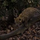 Leopardenjunges im Hamburger Zoo