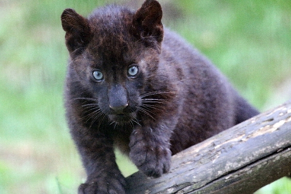 Leopardenjungtier