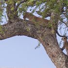 Leopardenkinderstube