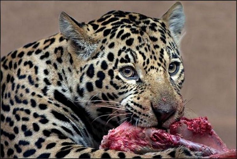 Leopardenmalzeit