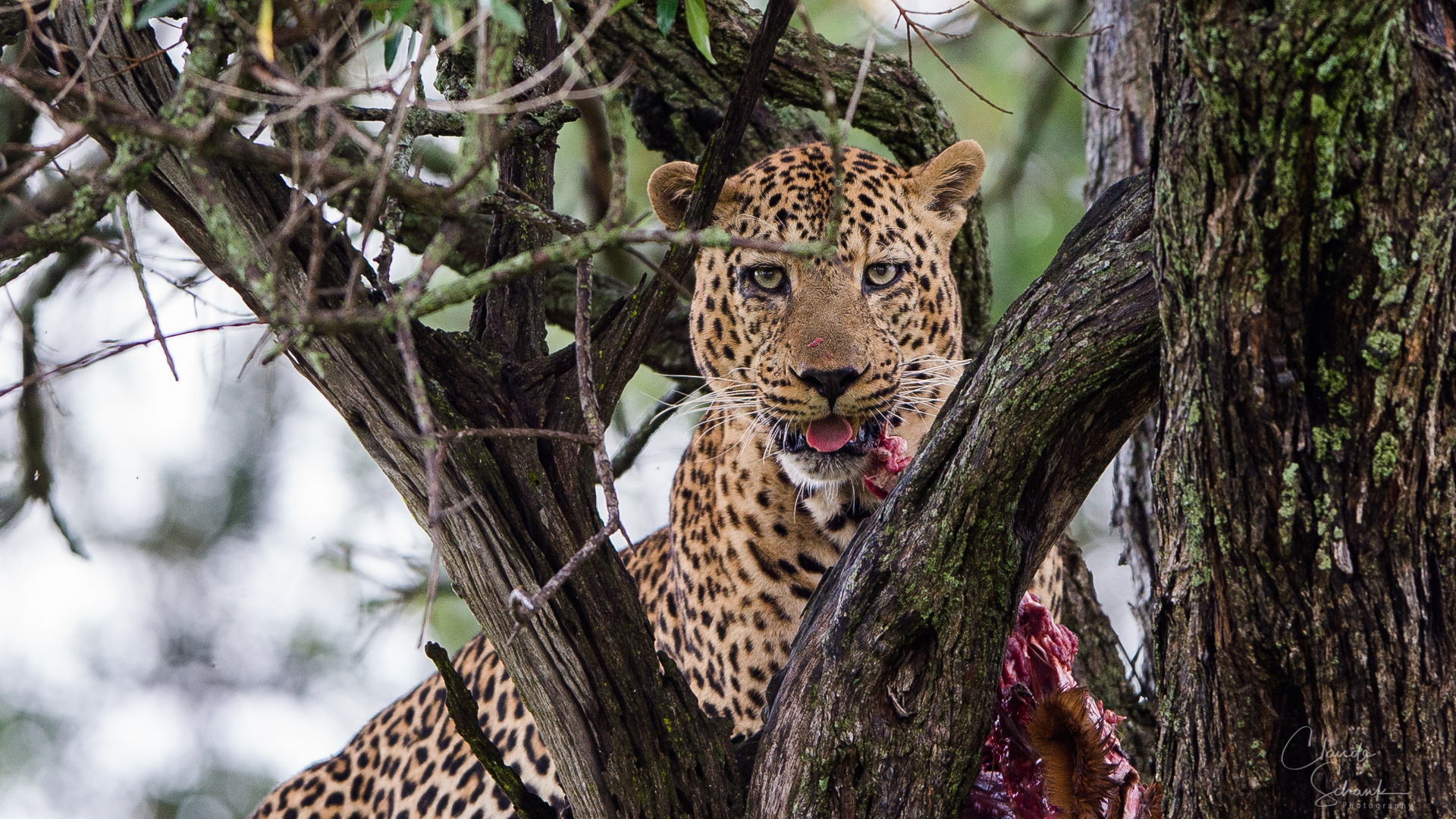 leopardenmann