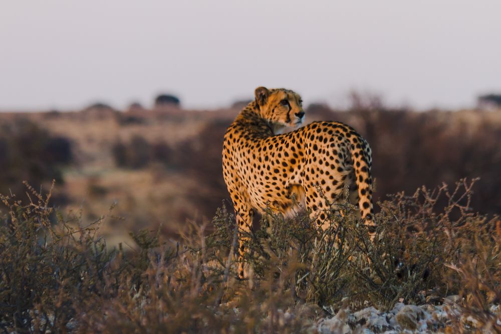 Leopardenmutter im Kgalagadi Transfrontier Park